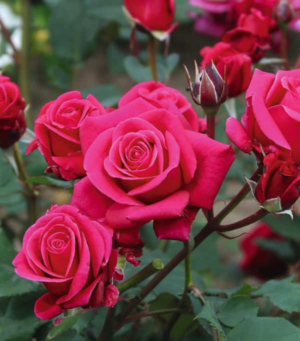 ROSA `FLOWER CARPET LIPSTICK`