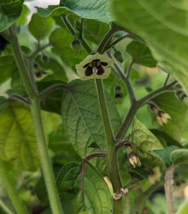 PHYSALIS PRUINOSA - GROUND CHERRY