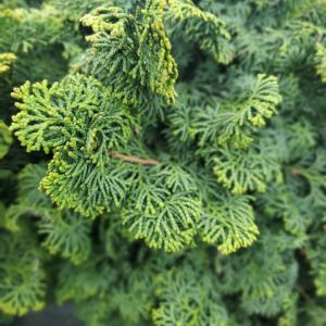 CHAMAECYPARIS OBTUSA `KOSTERI`
