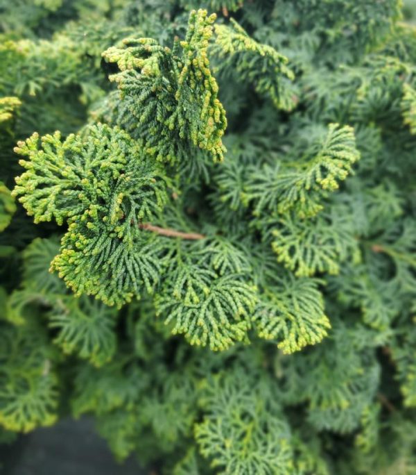 CHAMAECYPARIS OBTUSA `KOSTERI`