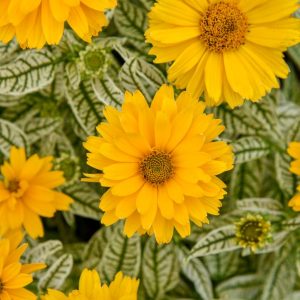 HELIOPSIS HELIANTHOIDES `BIT OF HONEY`