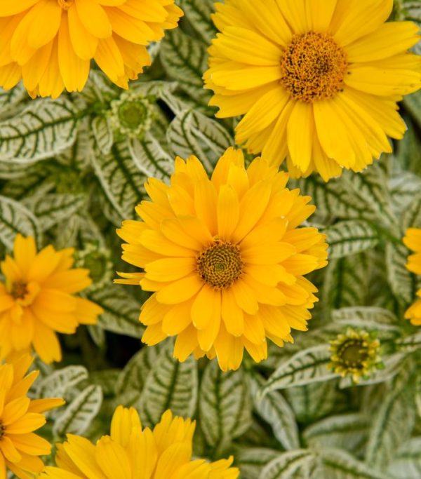 HELIOPSIS HELIANTHOIDES `BIT OF HONEY`
