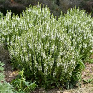 SALVIA `WHITE PROFUSION`