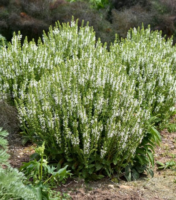 SALVIA `WHITE PROFUSION`