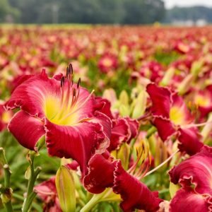 HEMEROCALLIS RAINBOW RHYTHM `BLOOD SWEAT AND TEARS