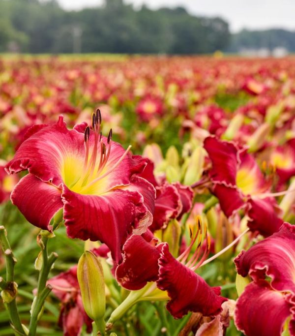 HEMEROCALLIS RAINBOW RHYTHM `BLOOD SWEAT AND TEARS