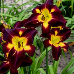 HEMEROCALLIS RAINBOW RHYTHM `PERSIAN RUBY`