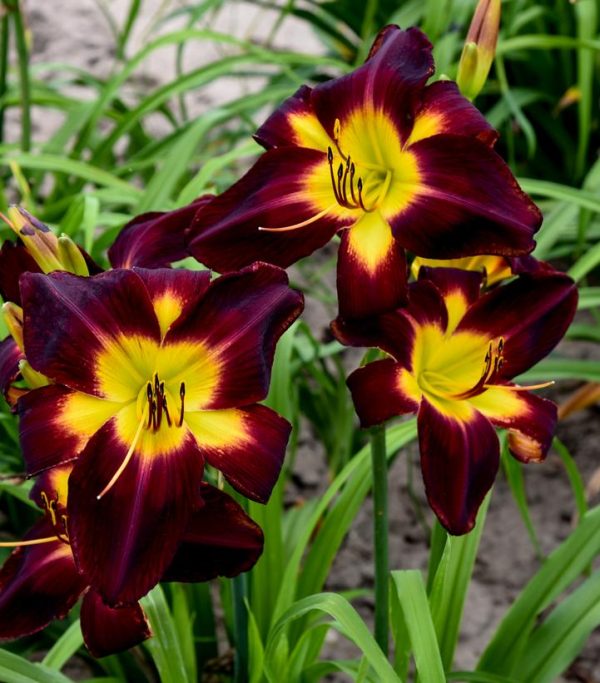 HEMEROCALLIS RAINBOW RHYTHM `PERSIAN RUBY`