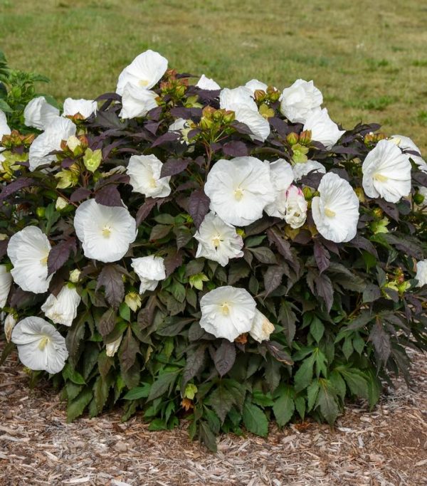 HIBISCUS SUMMERIFIC `COOKIES & CREAM`