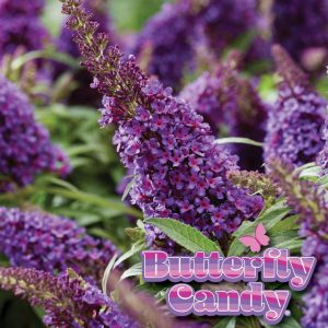 BUDDLEIA DAVIDII BUTTERFLY CANDY `LIL GRAPE`