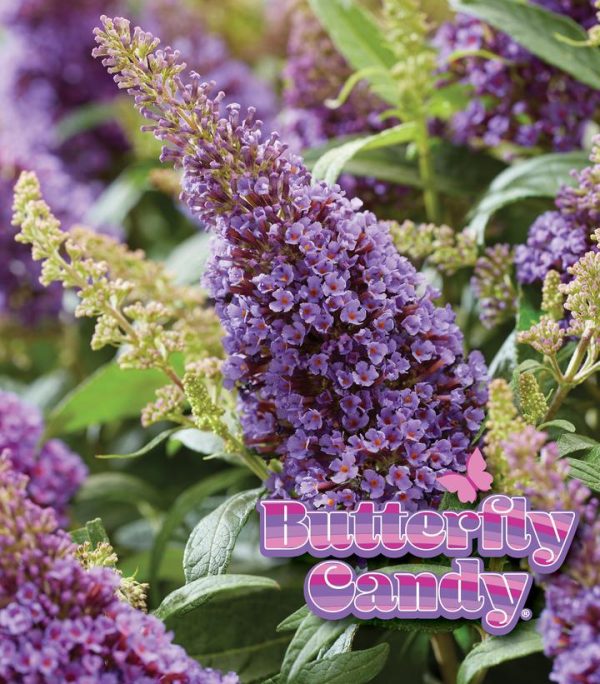 BUDDLEIA DAVIDII BUTTERFLY CANDY `LIL LAVENDER`