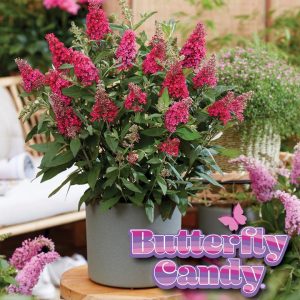 BUDDLEIA DAVIDII BUTTERFLY CANDY `LIL RASPBERRY`
