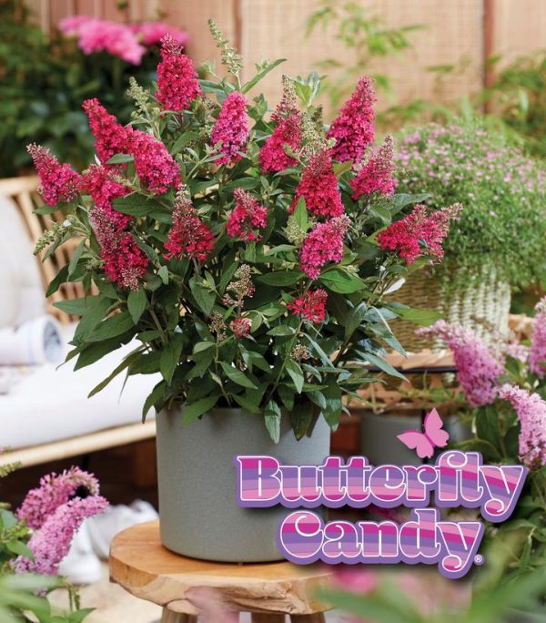 BUDDLEIA DAVIDII BUTTERFLY CANDY `LIL RASPBERRY`