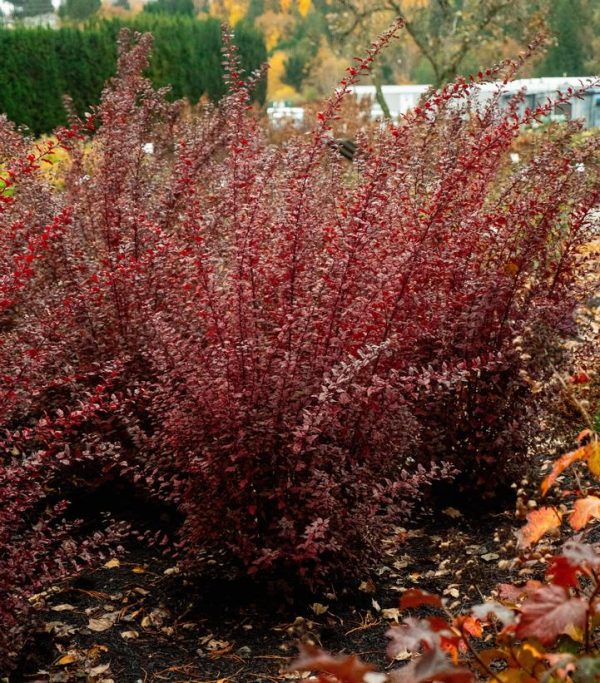 PHYSOCARPUS OP. `CALICO KITTY`