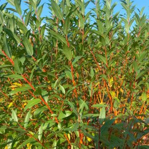 SALIX X `WINTER TORCH`