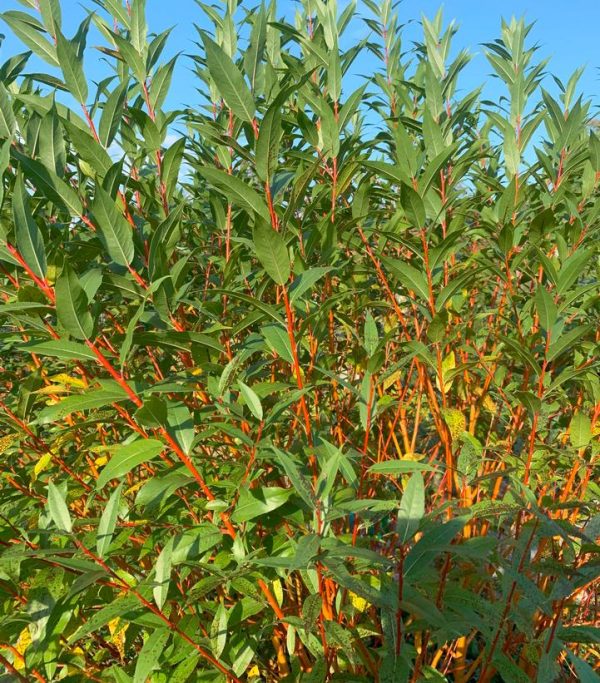 SALIX X `WINTER TORCH`