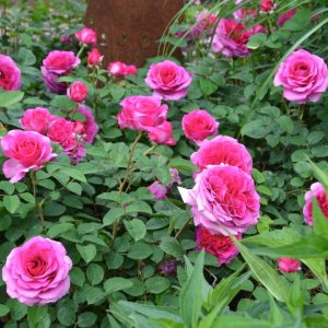 ROSA `FLOWER CARPET BERRY`
