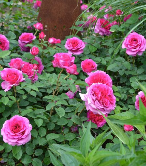ROSA `FLOWER CARPET BERRY`
