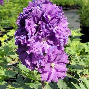 DELPHINIUM DELGENIUS `KINGSLEY` (PURPLE)