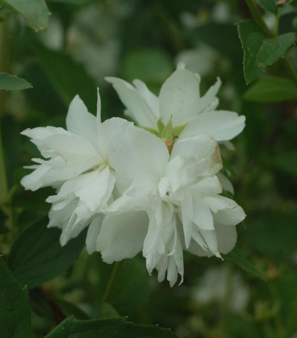 PHILADELPHUS `BUCKLEY`S QUILL`