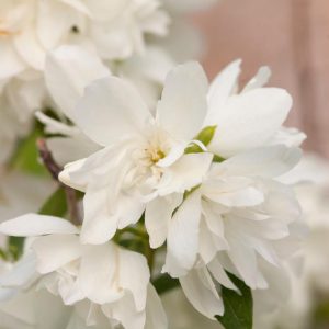 PHILADELPHUS X `SNOWBELLE`