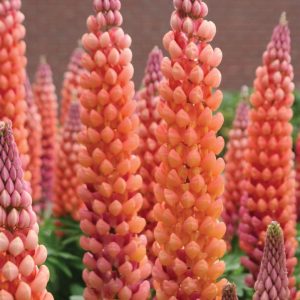 LUPINUS WESTCOUNTRYT `SALMON STAR`