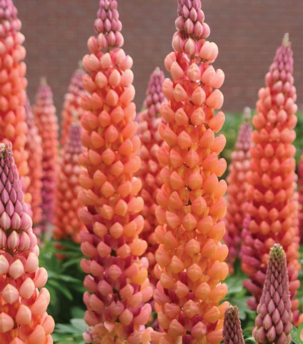 LUPINUS WESTCOUNTRYT `SALMON STAR`