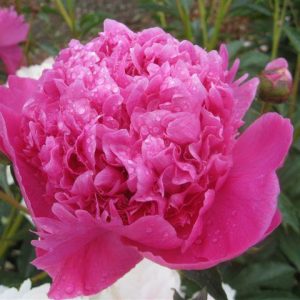 PAEONIA LACTIFLORA `PETITE RENEE`