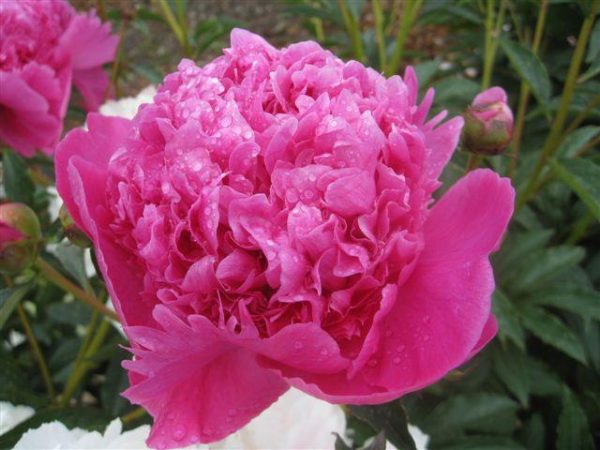 PAEONIA LACTIFLORA `PETITE RENEE`