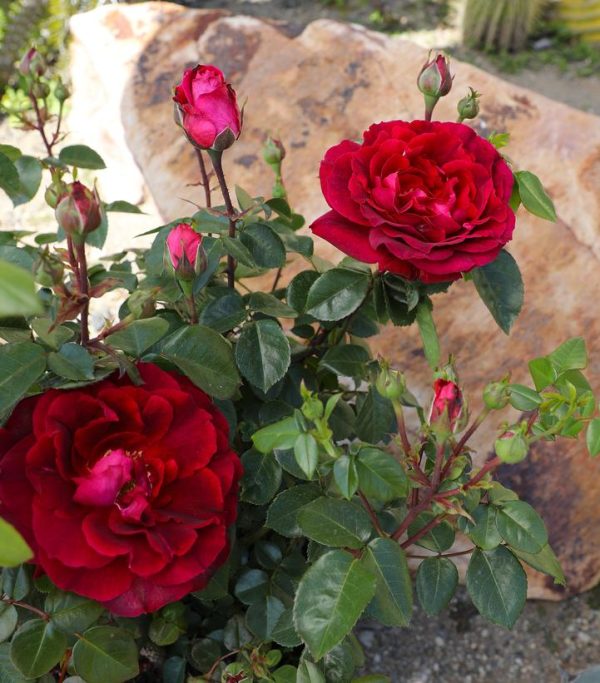 ROSA `TRUE SPIRIT`