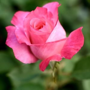ROSA `TRUE BLISS`