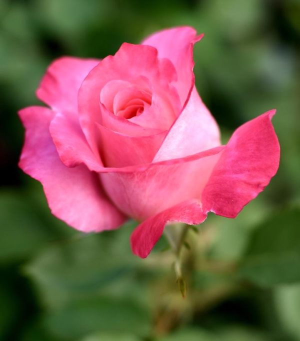 ROSA `TRUE BLISS`