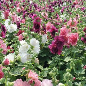 ALCEA `SPRING CELEBRITIES MIX`