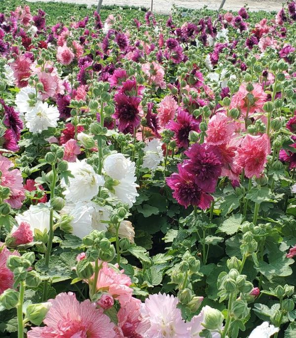 ALCEA `SPRING CELEBRITIES MIX`