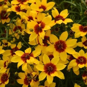 COREOPSIS DESIGNER THREADST `GOLDEN NEEDLES`