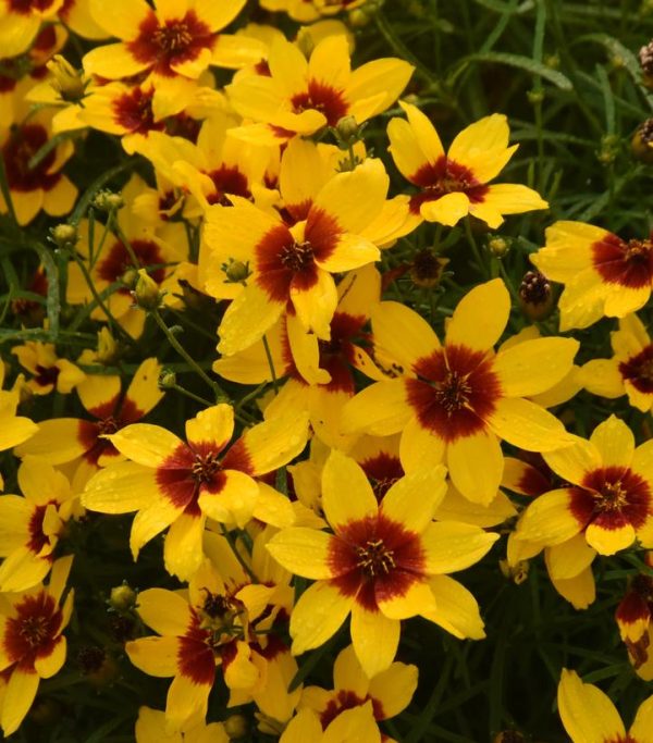 COREOPSIS DESIGNER THREADST `GOLDEN NEEDLES`