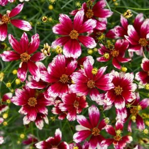 COREOPSIS DESIGNER THREADST `HEARTSTRINGS`
