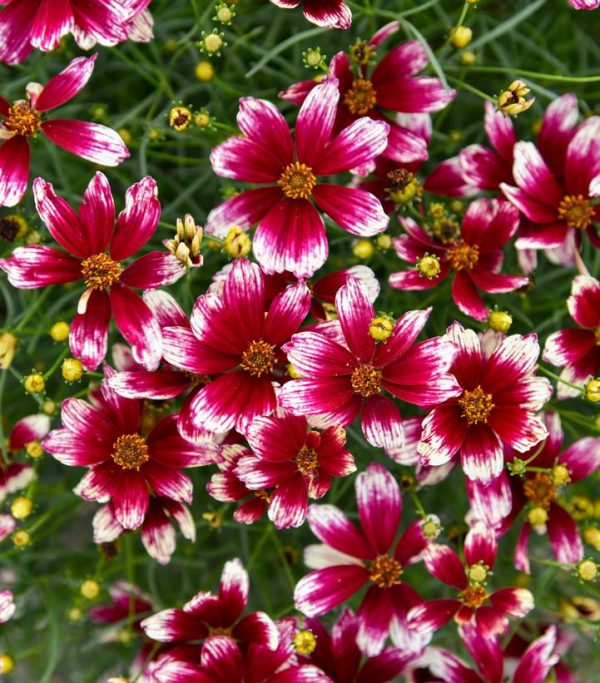 COREOPSIS DESIGNER THREADST `HEARTSTRINGS`