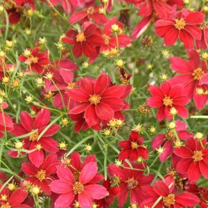 COREOPSIS DESIGNER THREADST `SCARLET RIBBONS`