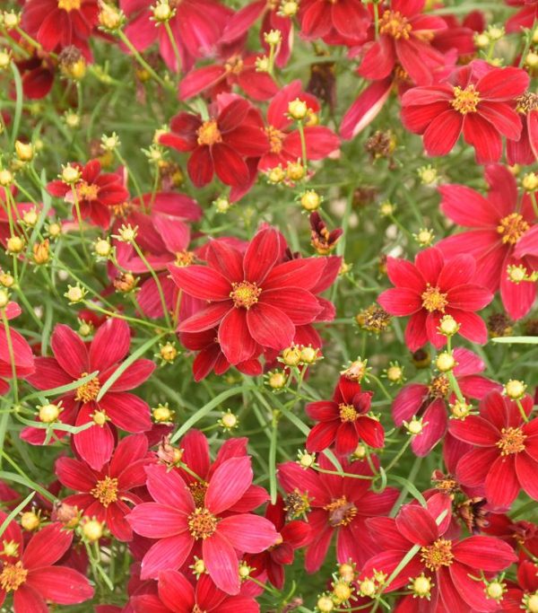 COREOPSIS DESIGNER THREADST `SCARLET RIBBONS`