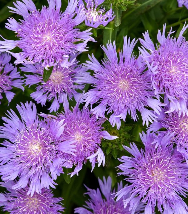 STOKESIA TOTALLY STOKEDT `RIPTIDE`