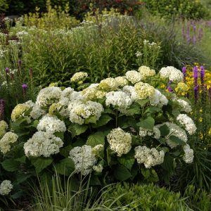 HYDRANGEA ARB. `FLOWERFULL`