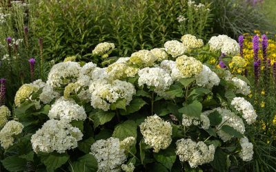Flowerful Hydrangea