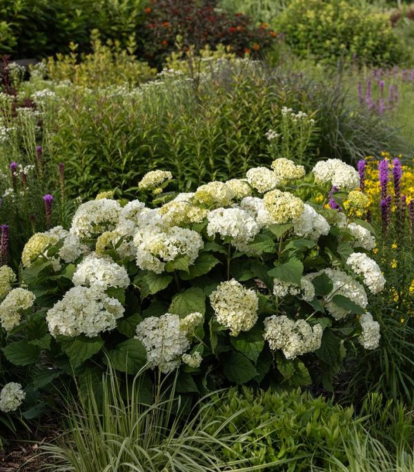 HYDRANGEA ARB. `FLOWERFULL`