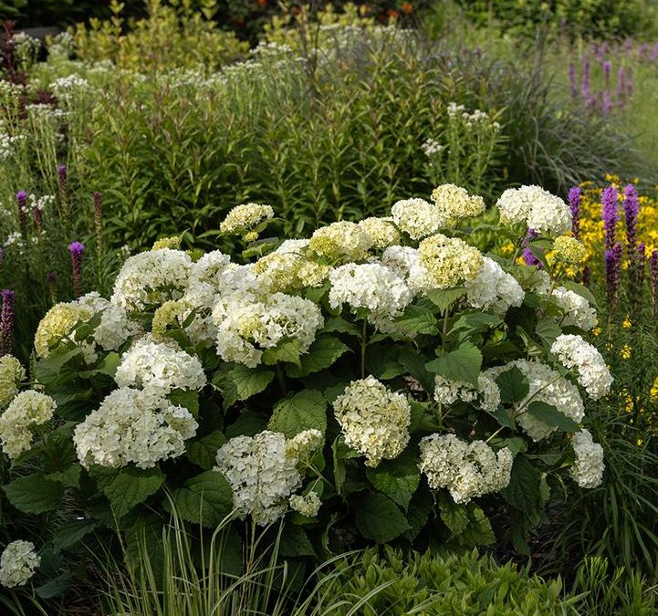Flowerful Hydrangea