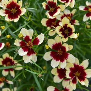 COREOPSIS DESIGNER THREADST `CREAMY CALICO`