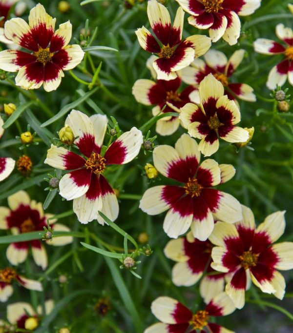 COREOPSIS DESIGNER THREADST `CREAMY CALICO`