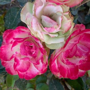 ROSA `ENCHANTED MEADOW`