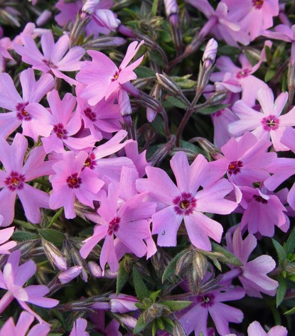 PHLOX SUBULATA `FORT HILL`