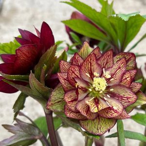 HELLEBORUS WEDDING PARTY `CHILDHOOD SWEETHEART`